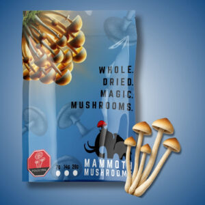 Dried Magic Mushrooms 14g - Mexi
